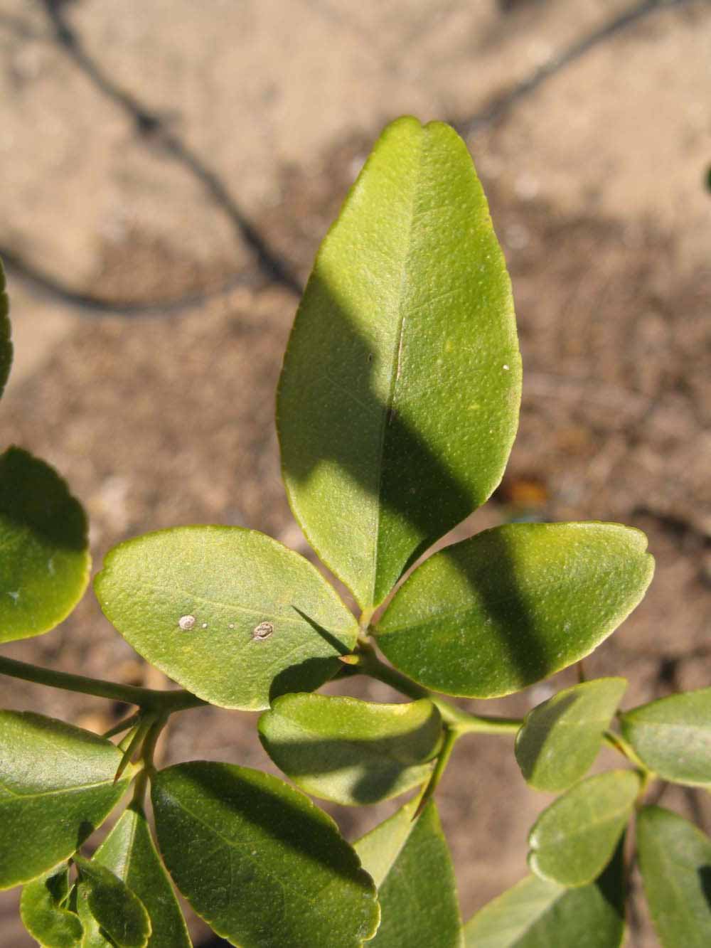            Trifoliolate leaf of  Triphasia trifolia  (Limoncito, Winter Haven, FL)    
